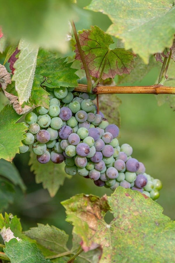 Wein Im Eigenen Garten Anbauen Ndr De Ratgeber Garten