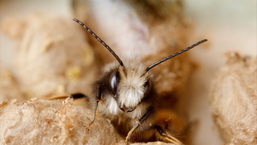 Wildbienen im Garten ansiedeln NDR.de Ratgeber Garten