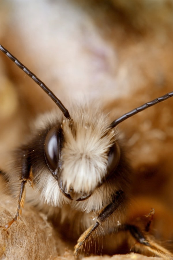 Wildbienen im Garten ansiedeln NDR.de Ratgeber Garten