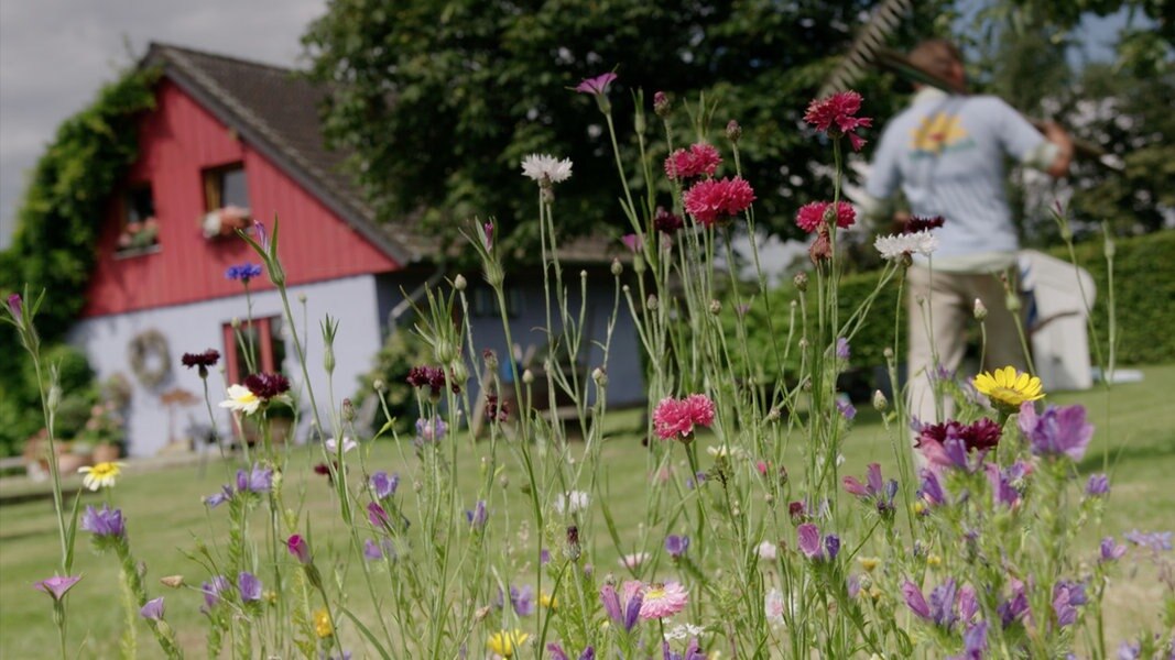 Eine Wildblumenwiese im Sommer mähen NDR.de Ratgeber