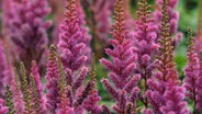 Eine lila blühende Astilbe © imago images / blickwinkel 