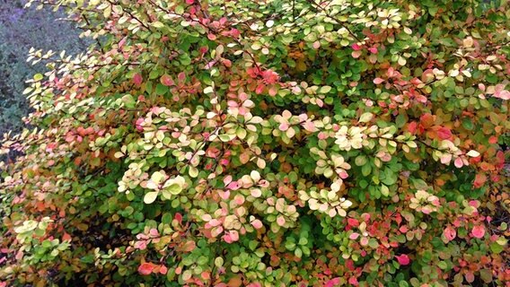 Diese Pflanzen Haben Eine Schone Herbstfarbung Ndr De Ratgeber