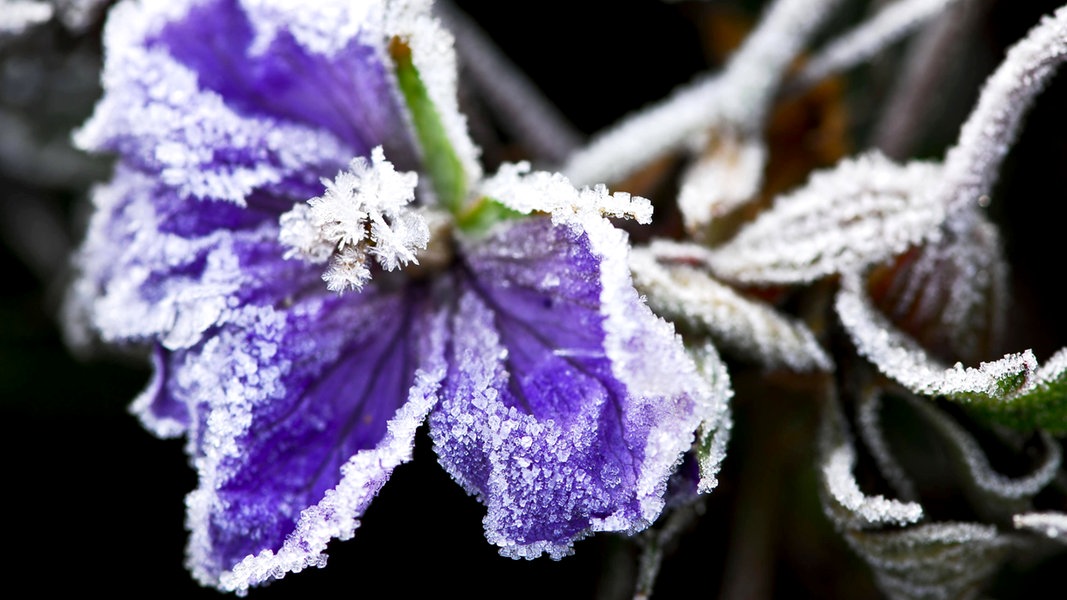 Gartentipps Fur November Ndr De Ratgeber Garten Gartenkalender