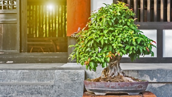 Ein Bonsai steht neben einer Treppen an einem Hauseingang. © Fotolia Foto: Old Man Stocker