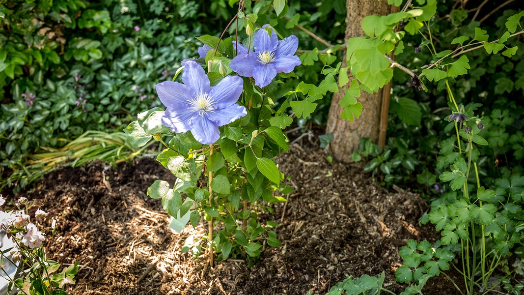 Die Kletterkünstlerin Clematis NDR.de Fernsehen