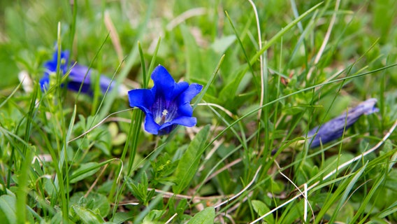 Blauer Enzian auf einer Wiese © Colourbox Foto: -