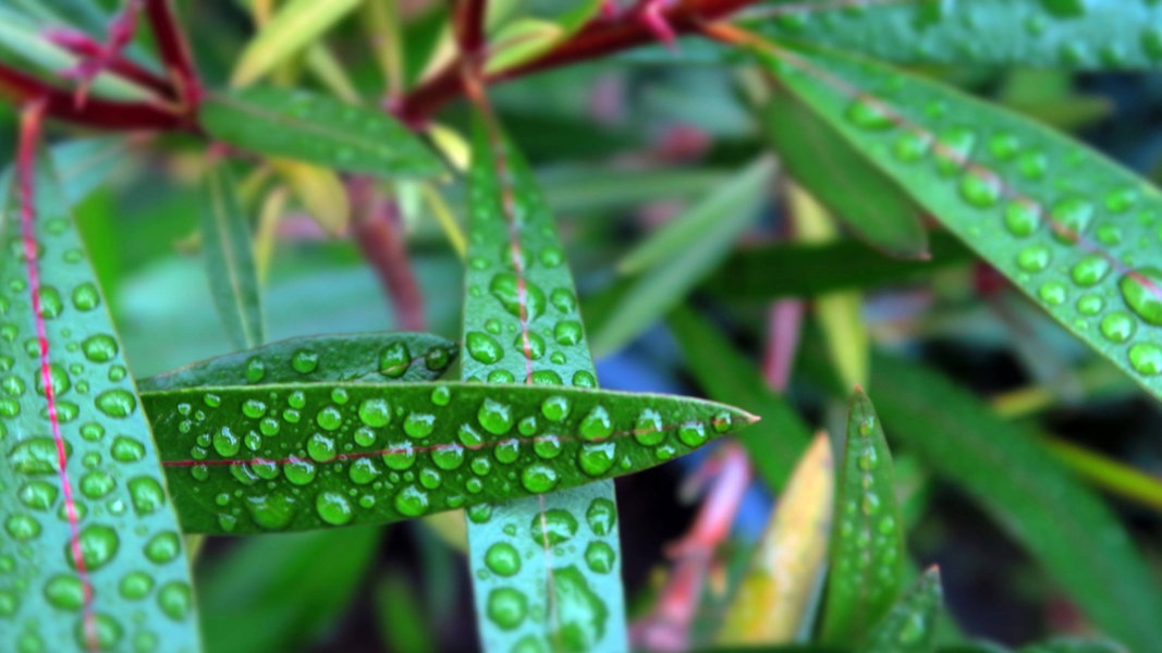 Oleander Uberwintern Und Richtig Pflegen Ndr De Ratgeber