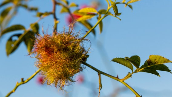 Moosartige Blüte einer Rose nach dem Befall mit der Rosengallwespe © picture alliance / blickwinkel/A. Held | A. Held 