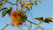 Moosartige Blüte einer Rose nach dem Befall mit der Rosengallwespe © picture alliance / blickwinkel/A. Held | A. Held 