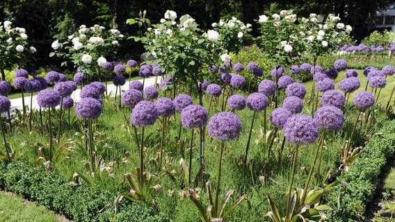 Welche Blumen Passen Zu Lavendel - Marishaturat
