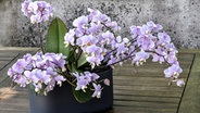 Eine lila blühende Orchidee in einem Topf © ViardxM./HorizonFeatures/Leemage 