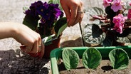 Jemand schneidet Blatt-Stecklinge von einem Usambara-Veilchen © IMAGO / Redeleit 