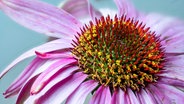 Blüte der Echinacea purpurea. © picture alliance / Shotshop | Martin G. Dr. Baumgärtner 