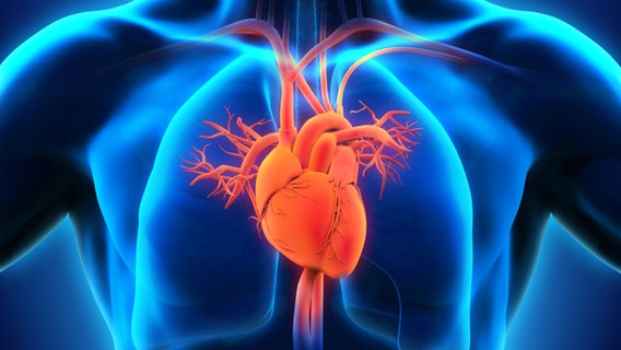 Herzinfarkt Symptome Erkennen Und Richtig Handeln Ndr De Ratgeber Gesundheit