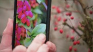 Die Beeren einer Mahonie werden mit einem Smartphone fotografiert. © NDR 