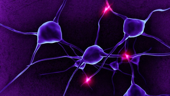 Nervenzellen, Neuronen und Synapsen im Gehirn © picture alliance / imageBROKER | Simone Brandt 