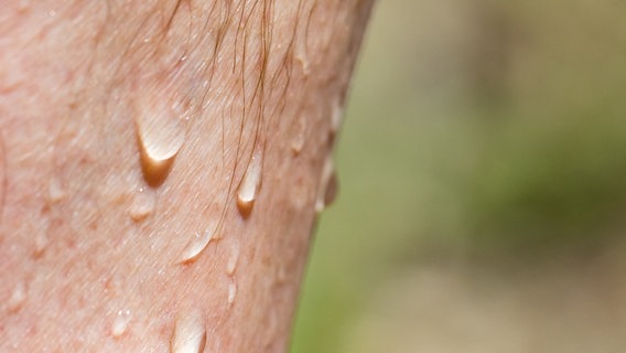 Schweißperlen auf der Haut. © picture alliance / HMB Media/Patty Varasano | HMB Media/Patty Varasano 