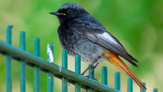 Ein Hausrotschwanz (Phoenicurus ochruros) sitzt auf einem Zaun. © dpa Foto: Georg Moritz