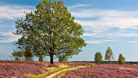 Weg durch die Heidelandschaft mit einer Eiche in der Lüneburger Heide zur Zeit der Heideblüte. © Fotolia Foto: Thorsten Schier