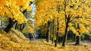 Personen gehen unter gelbgefärbtem Bäumen im Wald © Colourbox Foto: -