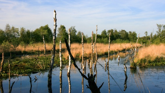 Absterbende Moorbirkenstämme stehen im Wasser im Himmelmoor bei Quickborn. © NDR Foto: Anja Deuble