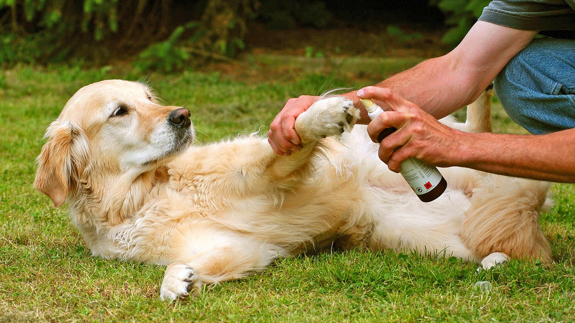 Notfall beim Hund - Die Hausapotheke für Dein Haustier