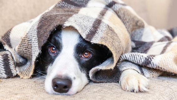 Ein Hund versteckt sich unter einer Decke. © Colourbox 