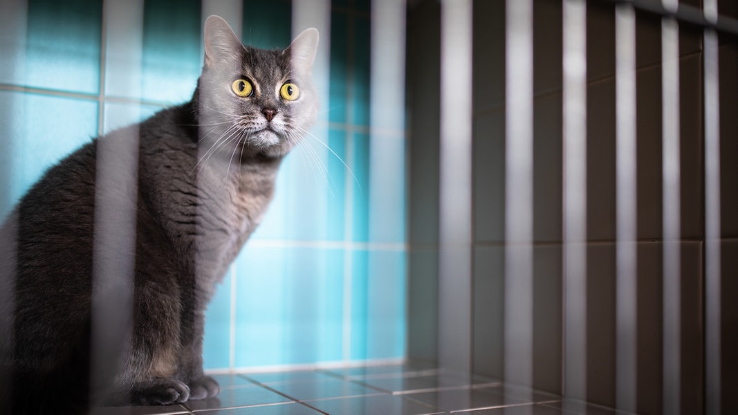 Eine Katze blickt durch die Gitterstäbe eines Käfigs.