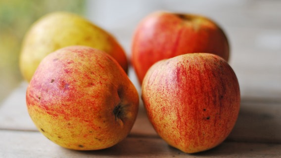 Regionale Apfelsorten pflanzen: Robust und schmackhaft | NDR.de - Ratgeber  - Garten - Nutzgarten