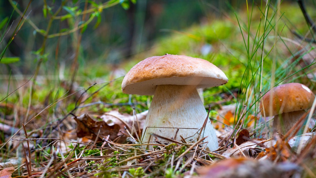 Pilzberatung im Botanischen Garten Rostock hat begonnnen