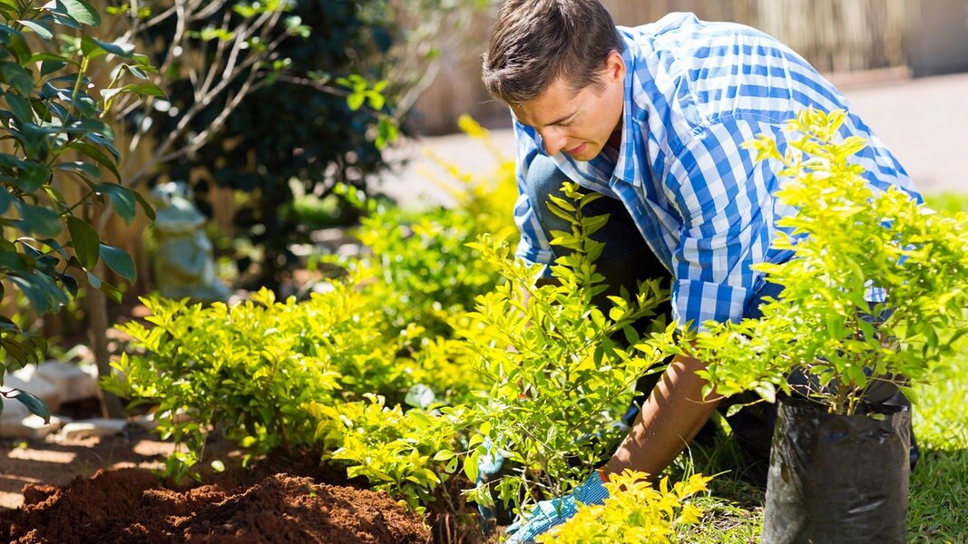 Jeder Tag im Jahr ist ein GartenTag NDR.de NDR Info