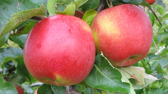 Äpfel: Welche Sorte Warenkunde wie? - Kochen schmeckt Ratgeber - | NDR.de 