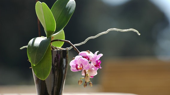 Blühende Orchidee in einem Topf © fotolia Foto: Laguiz