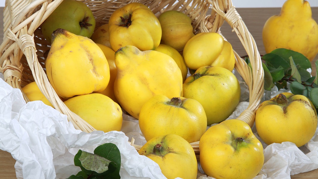 Gesunde Quitten: Leckere Rezept-Ideen | NDR.de - Ratgeber - Gesundheit