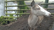 Ein Blesshirsch in einem Gehege im Wildpark Eekholt. © NDR Foto: Kathrin Weber