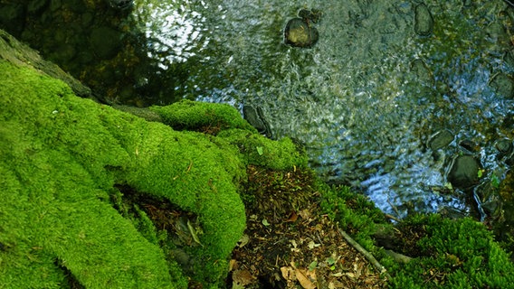 Ein bemooster Baumstamm am Flusslauf in der Dalbekschlucht. © NDR Foto: Anja Deuble