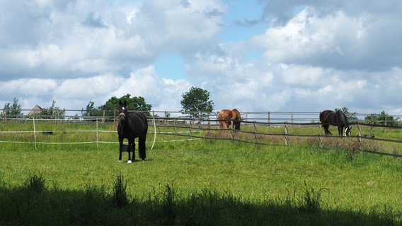 Pferde auf einer Koppel am Rande der Dalbekschlucht. © NDR Foto: Anja Deuble