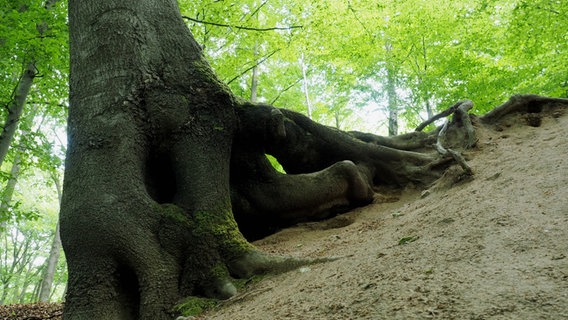 Ein großer Baumstamm © NDR Foto: Anja Deuble