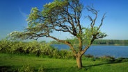 Ein vom Wind gebeugter Obstbaum steht auf einer Wiese am Wasser in der Geltinger Birk. © dpa picture-alliance/Bildagentur Huber/Gräfenhain 