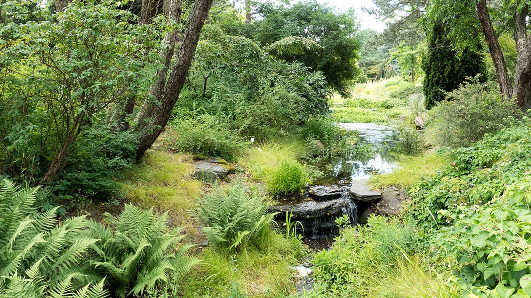 Der Botanische Garten In Hamburg Klein Flottbek Ndr De