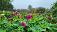 Blühende Dahlien im Dahliengarten im Volkspark Altona © NDR Foto: Kathrin Weber