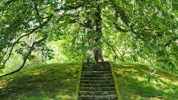 Eine bemooste Steintreppe führt zu einer Kastanie, die auf einem kleinen Hügel steht. © NDR Foto: Anja Deuble