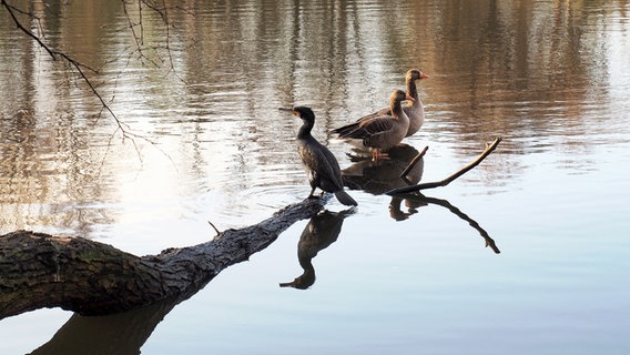 Zwei Gänse und ein Komoran rasten auf einem Baumstamm im Prökelmoor-Teich auf dem Friedhof Ohlsdorf in Hamburg. © NDR Foto: Anja Deuble