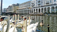 Mehrer Schwäne auf der Kleinen Alster in Hamburg dahinter die Alsterarkaden . © imago images/Shotshop Foto: Erwin Wodicka