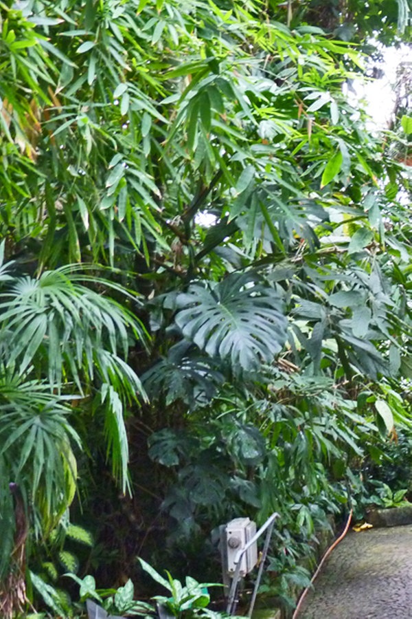 Die Tropengewachshauser In Planten Un Blomen Ndr De Ratgeber