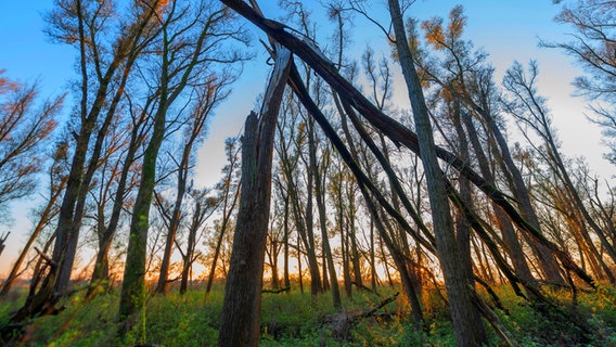 Bäume im Abendlicht im Naturschutzgebiet Vollhöfner Wald in Hamburg. © picture alliance / blickwinkel Foto: C. Kaiser