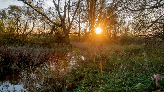 Die untergehende Sonne scheint durch die Bäume im Naturschutzgebiet Vollhöfner Wald in Hamburg. © picture alliance / blickwinkel Foto: C. Kaiser