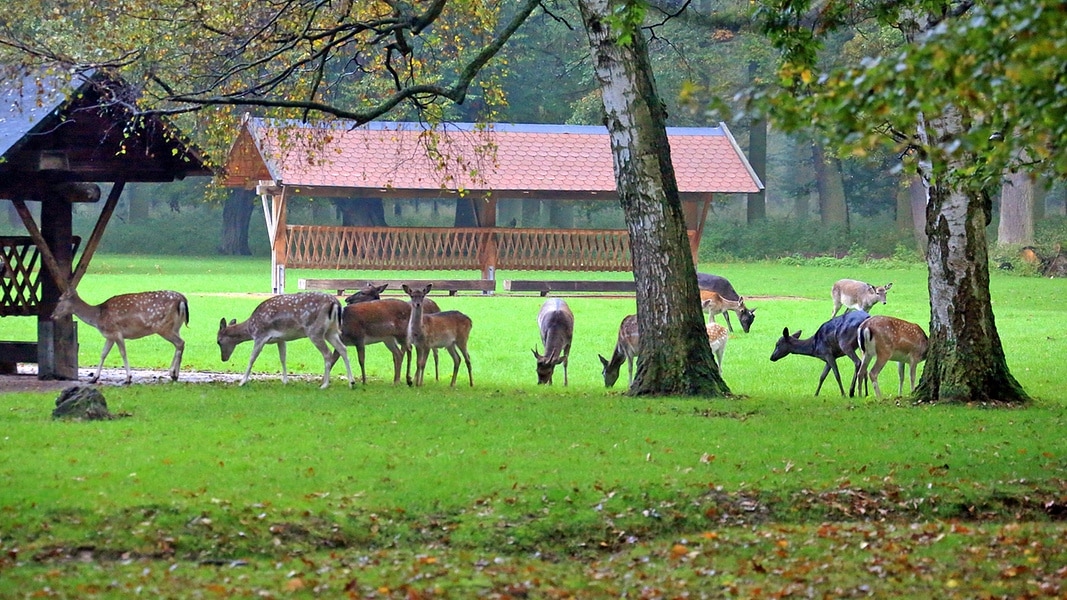 Tiergarten Hannover Hirsche Und Wildschweine Ndr De Ratgeber