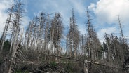 Abgestorbene silberfarbene Fichten ragen in den blauen Himmel am Brocken im Harz. © NDR Foto: Anja Deuble