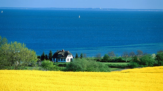 Blick auf ein Rapsfeld und die Strosower Bucht auf der Insel Rügen. © picture-alliance/Bildagentur Huber 